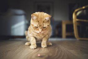 Ginger cat starting at red laser dot on wood floor.