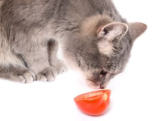 cat sniffing tomato