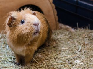 Red guinea pig on hay looking up.