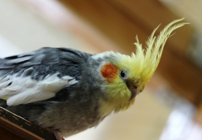 Fluffed cockatiel sitting on a ledge.