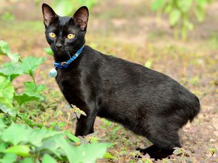 Side profile of a Japanese Bobtail cat outdoors