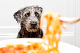 A black furry dog in focus staring at a plate of pasta.