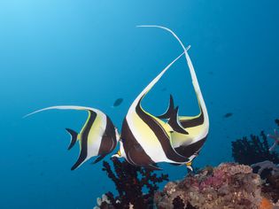 Moorish idol fish