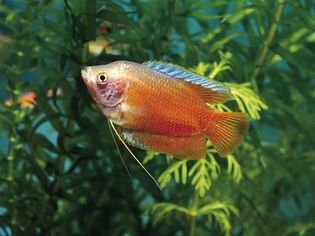 dwarf gourami