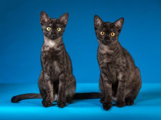 Smoke Egyptian Mau cats 