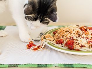 cat playing with a plate of pasta