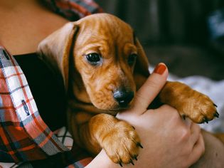 Dachshund puppy in owners arms