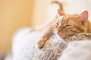 Orange tabby lying on furniture with eyes closed