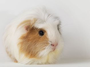 Guinea Pig