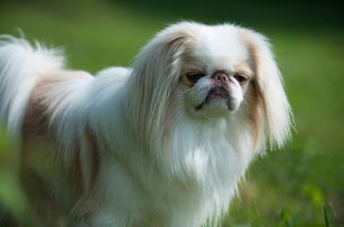 Japanese Chin