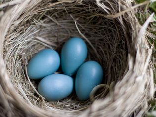 nNst of robin eggs