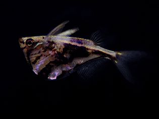 marbled hatchetfish