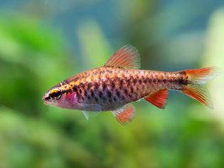 Cherry barb in an aquarium