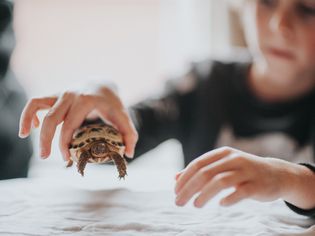 Child with small tortoise