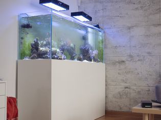 aquarium tank