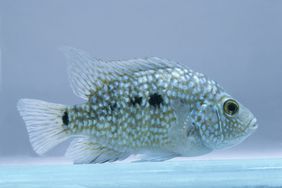 Texas cichlid (Herichthys carpintus) underwater, side view