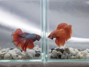 Two betta fish facing off