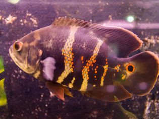 Oscar cichlid