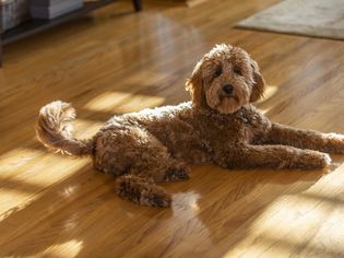 Goldendoodle Puppy Portrait in a Living Room