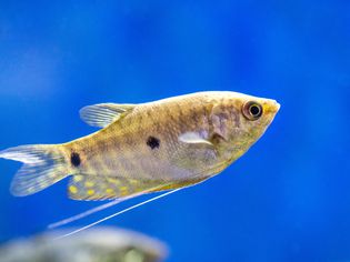 Yellow and black 3 spot gourami fish swimming 