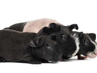 hairless guinea pigs