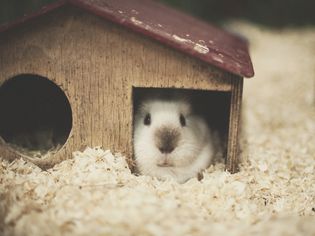 Guinea pig in a house