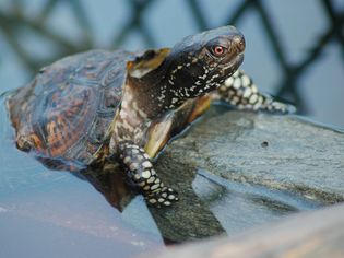 Gulf Coast Box Turtle