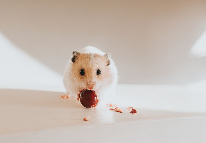 white and tan hamster eating a cranberry