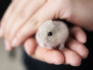 Hamster in hands