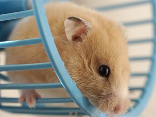 Hamster in wheel