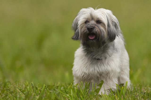 Havanese dog breed information