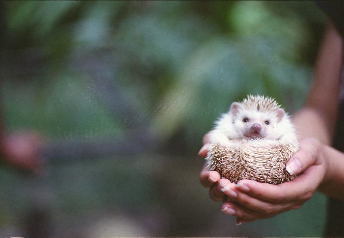 Hedgehog in hands