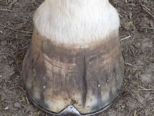 Shod hoof with crack