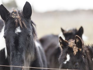 Horse heads