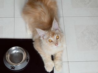 Tan and white cat laying next to food bowl