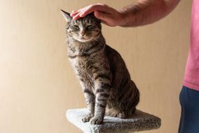 Brown and black cat sitting on perch tree while being petted