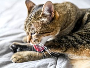 Brown cat overgrooming by licking paw 