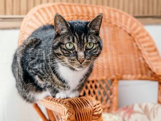 Hybrid brown, black and white cat sitting on rattan chair