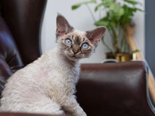 Devon rex hypoallergenic cat sitting on brown seat