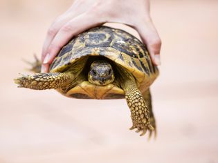 I Came Across A Turtle On The Highway.