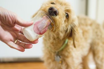 ice cream doggie treat