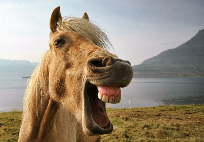 Portrait of Icelandic horse by lake