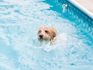 Small tan dog swimming in a pool closeup