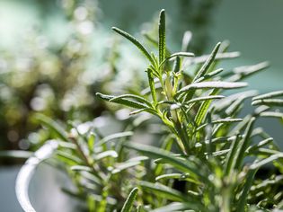 rosemary plant in pot