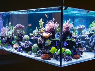 An aquarium lit dynamically by LED lights