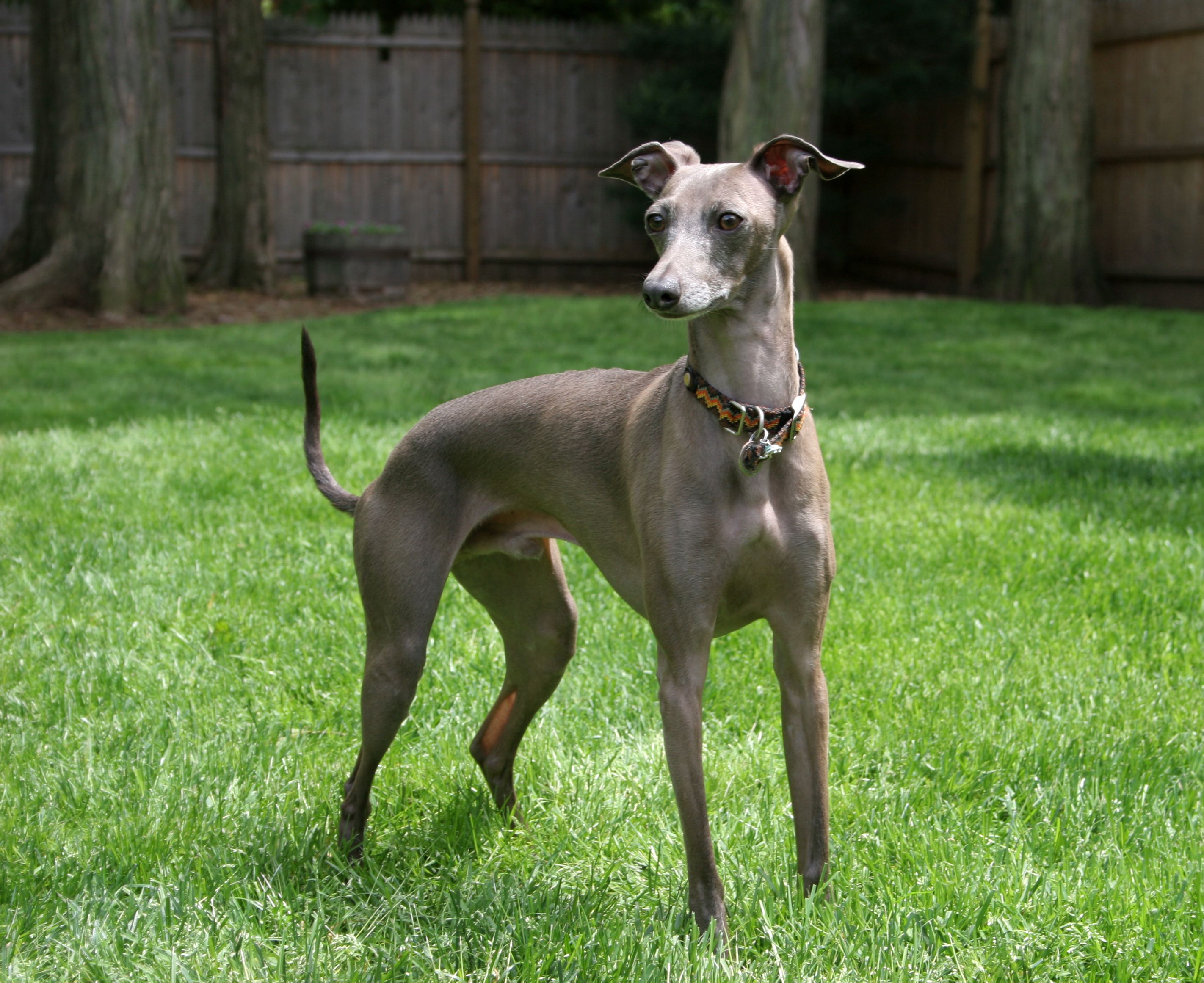 Italian Greyhound standing in grass in garden