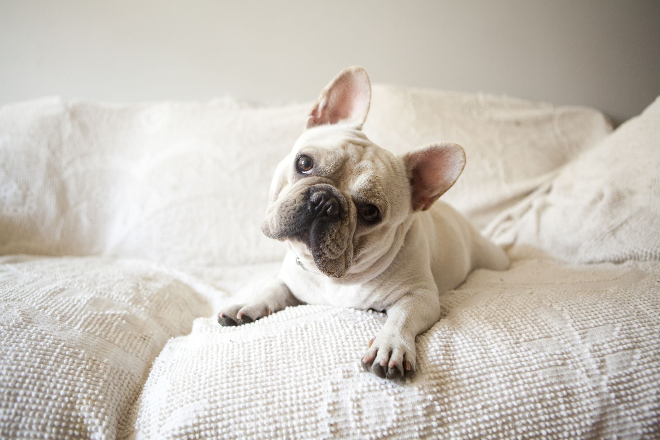 French Bulldog on couch