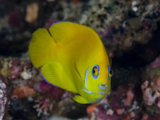 Lemonpeel Angelfish