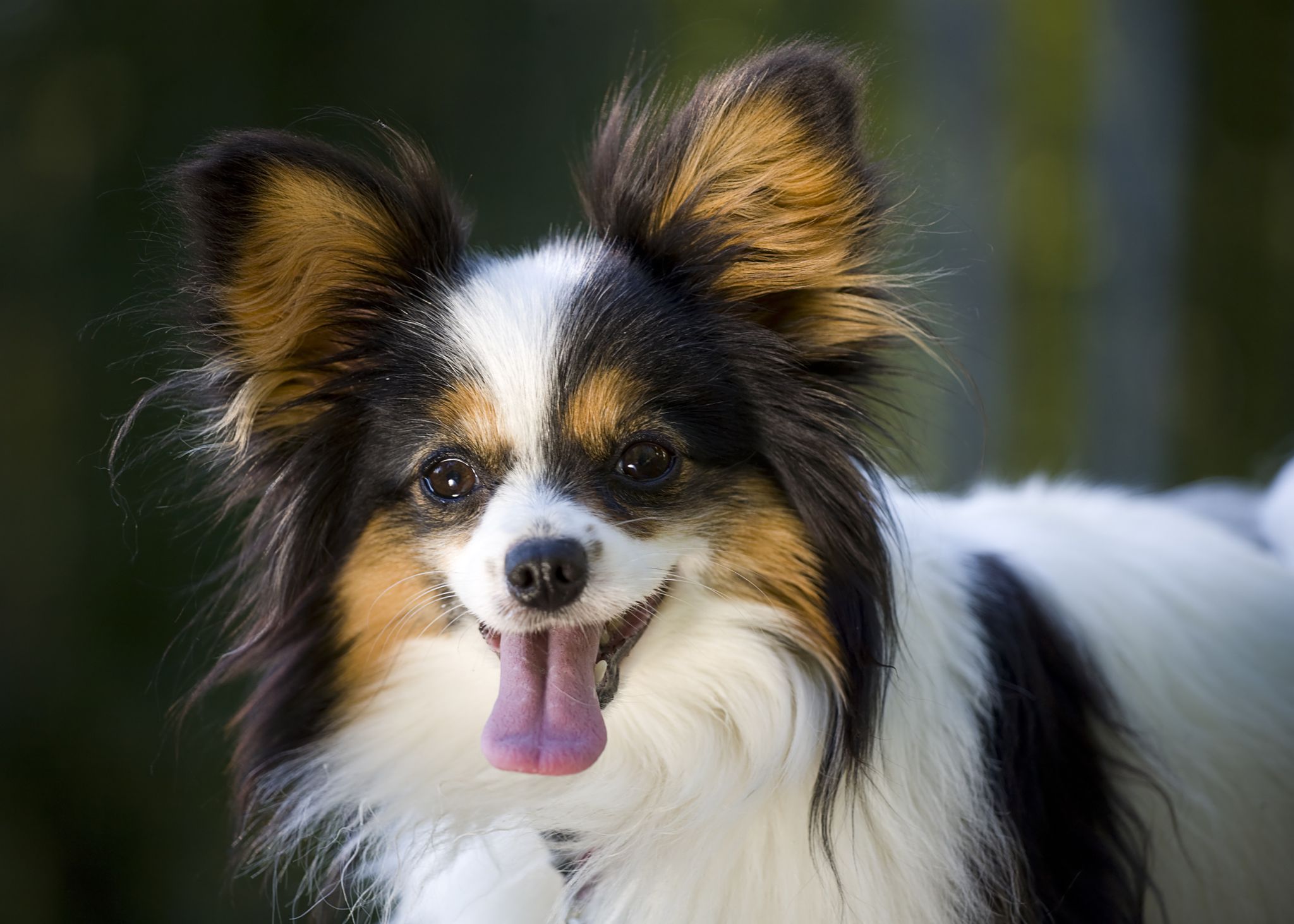 close up of papillon dog face with ears perked, tongue out, and smiling