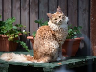 Maine coon cat breed portrait